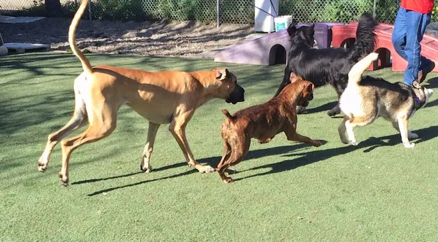 Dog day care center Bed and Biscuits / Groomingdales Santa Clara