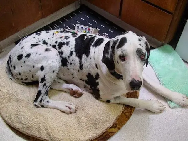 Pet boarding service VCA Cottage Animal Hospital Livermore