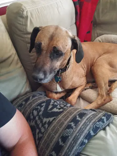 Rescue & Shelter Second Chance Companions Vancouver