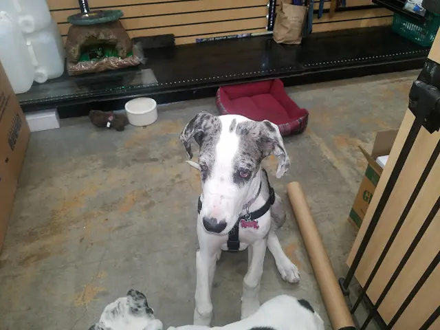 Dog breeder Pet Kingdom San Diego