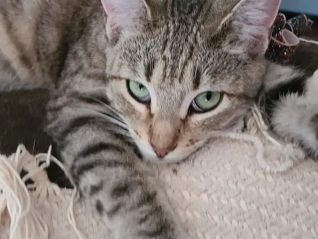 Rescue & Shelter Cat People and Pawsitively Cats Sanctuary Bakersfield