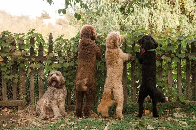 Dog breeder Twin Sisters Doodles Fairfield