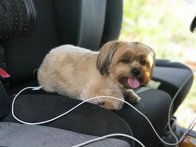 Dog Grooming Oh My Dog! Grooming Murrieta