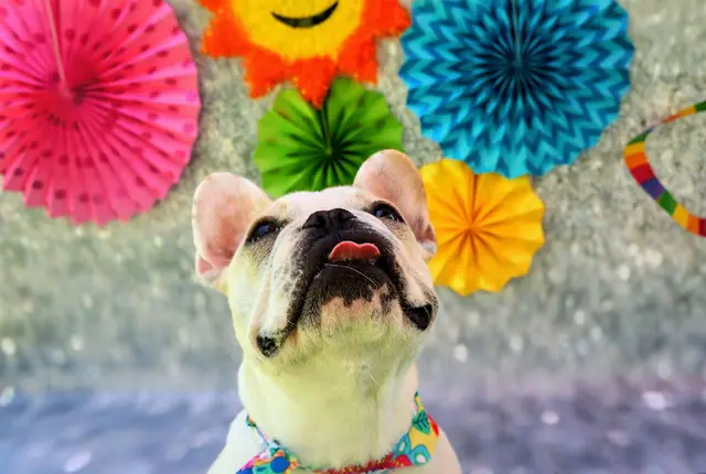 Dog day care center Fit 'N' Furry Pet Resort & Training Center Vallejo