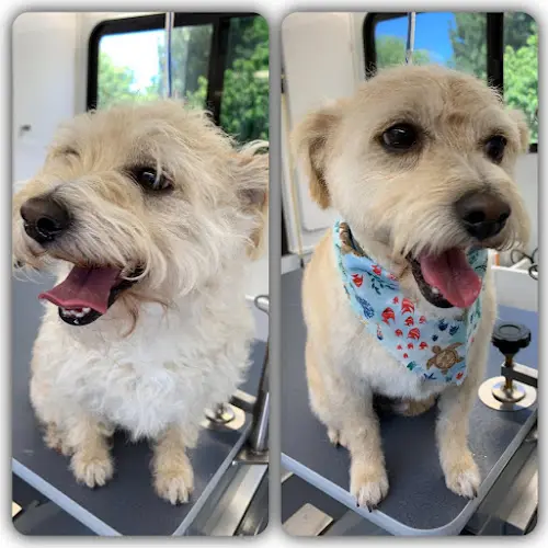 Dog Grooming Something to Bark About Mobile Grooming San Juan Capistrano Mission Viejo