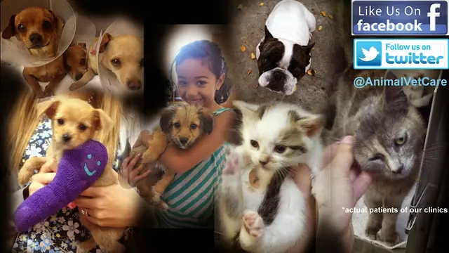 Pet vet Affordable Animal Hospital: Compton Carson