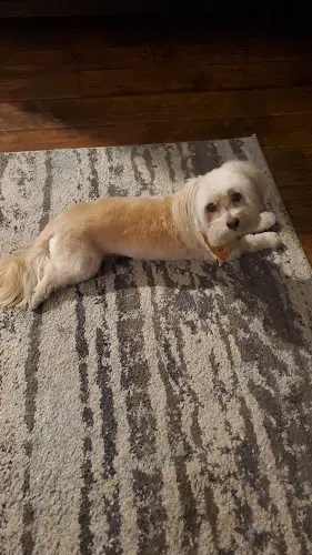 Dog Grooming Suzie Q Canine Grooming Spa Murrieta