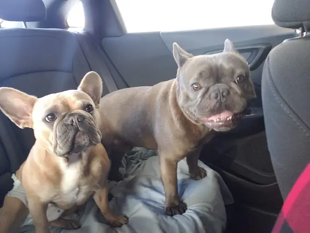 Dog breeder Beach City Animal Hospital Huntington Beach