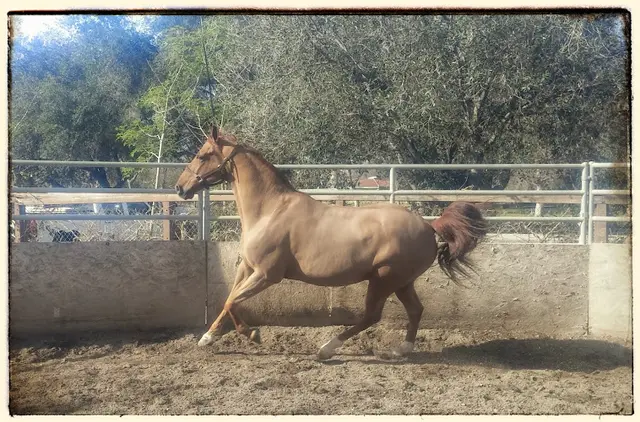 Pet vet Equine Veterinary Associates, Inc. Orange