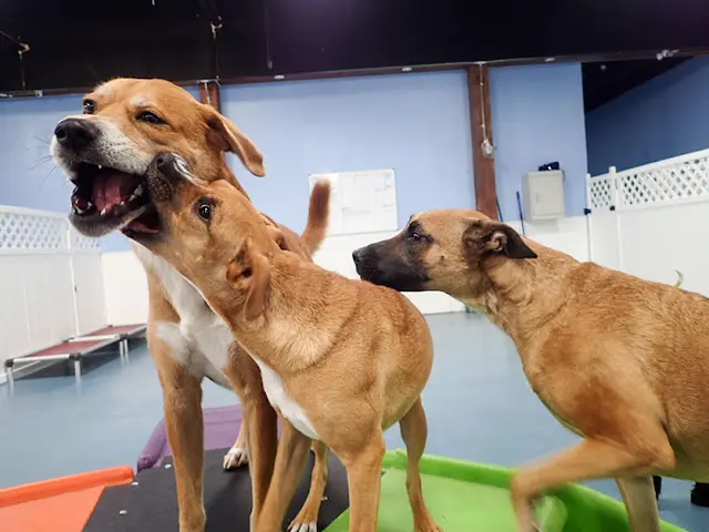 Pet boarding service 24 Hour Dog Daycare San Diego