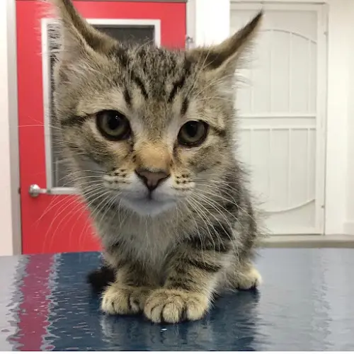 Pet vet Beverly Pet Clinic Los Angeles