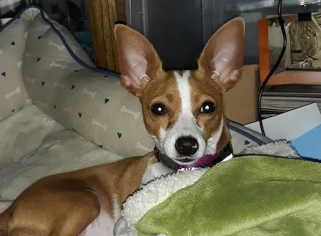 Dog breeder Fur Baby Rescue Los Angeles