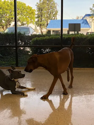 Dog day care center Bow Wow Care 101 Mission Viejo