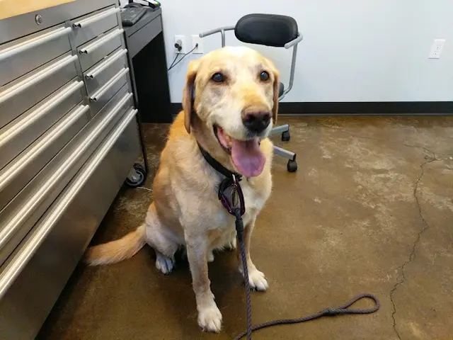 Pet boarding service City Pets Vet Portland