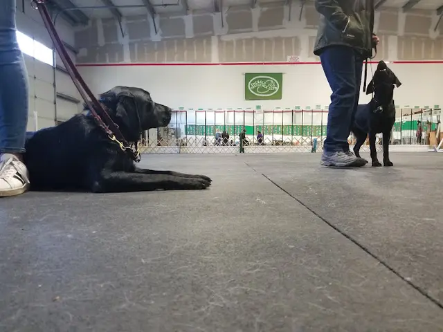 Dog trainer Emerald Dog Obedience Club Inc Eugene