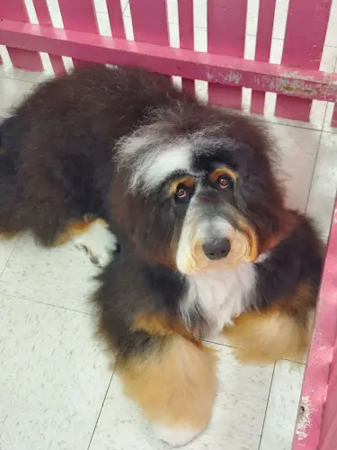 Dog Grooming CDM Dog Grooming Costa Mesa