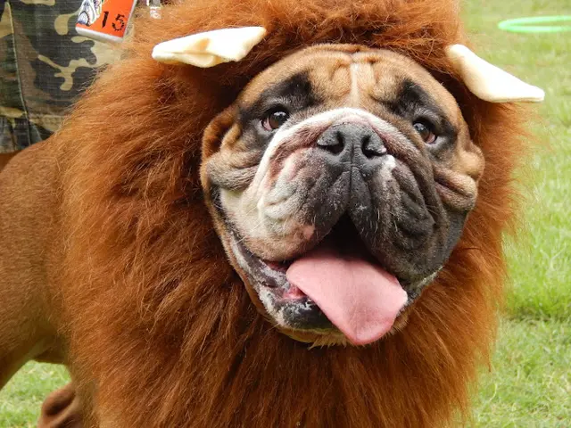 Pet vet Dr. Kraemer Vet4Bulldog Orange