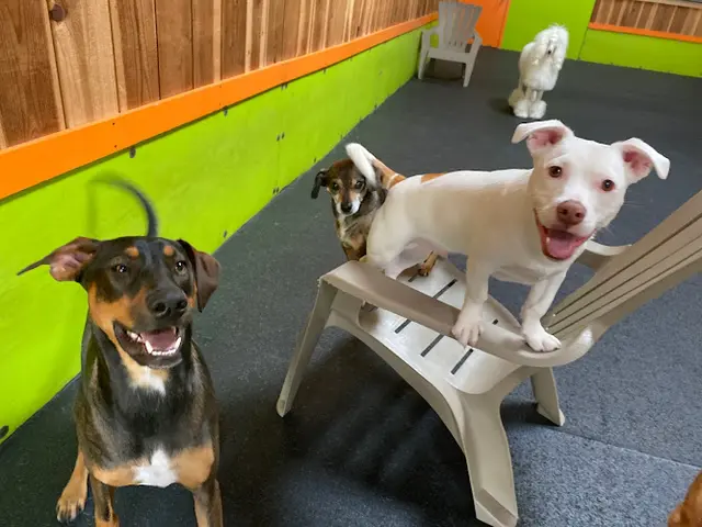 Dog day care center Good Dog! San Francisco