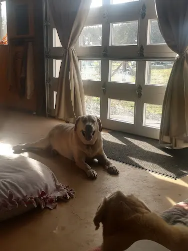 Pet boarding service Kelly's Creature Comforts LLC Tacoma