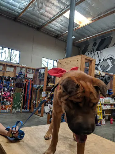 Dog trainer BlueCollar Working Dog Los Angeles