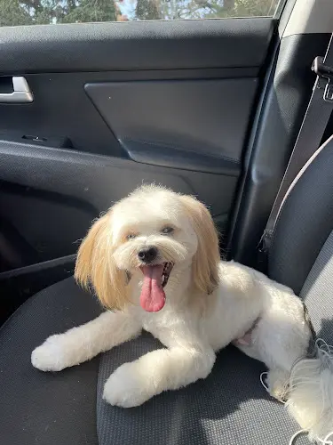 Dog Grooming Designer Dog Grooming Vancouver