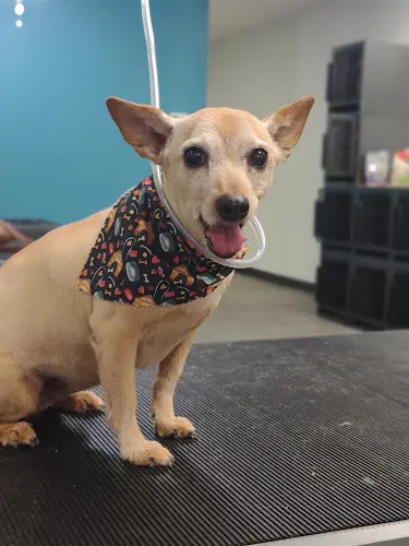 Dog Grooming TLC Grooming Visalia