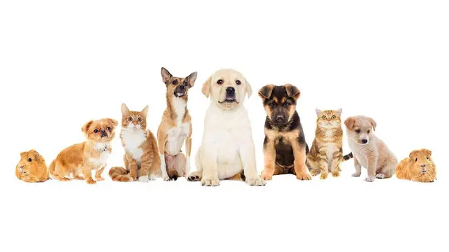 Dog walker Cathy's Pet Sitting Murrieta
