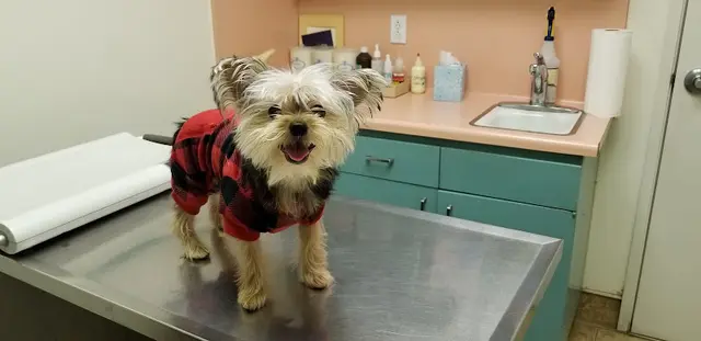 Pet vet Walnut Valley Animal Hospital West Covina