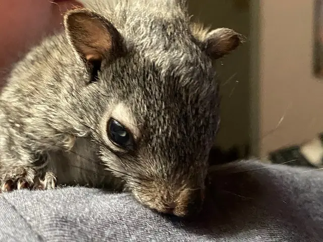 Rescue & Shelter Better Wildlife Control Indio