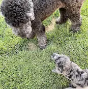 Rescue & Shelter Sd Doodle Pups Oceanside