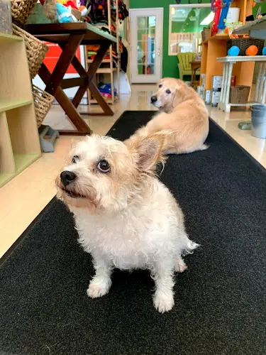 Dog day care center Green Pawz San Francisco