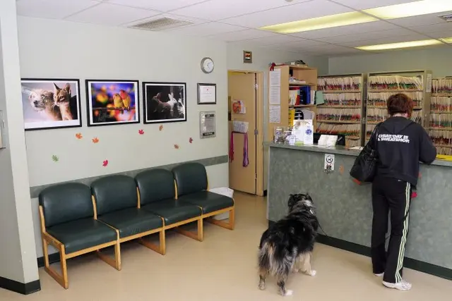 Pet vet VCA Wilshire Animal Hospital Santa Monica