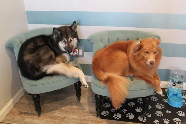 Dog Grooming Sung's Grooming Studio Burbank