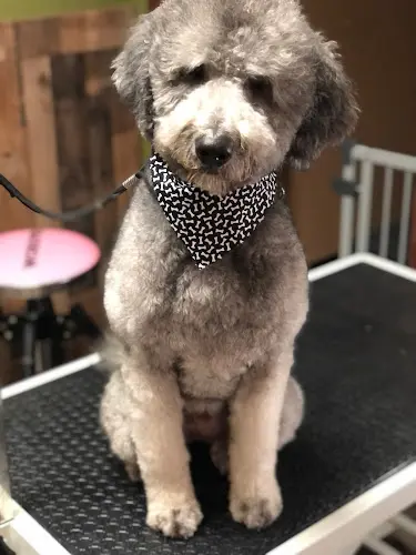 Dog Grooming Clyde’s Grooming Studio Spokane Valley