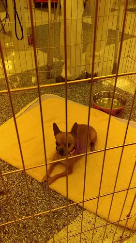 Rescue & Shelter Petco West Covina
