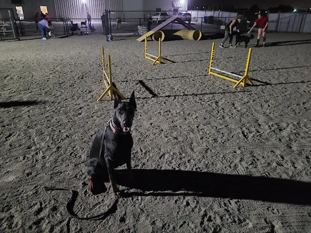 Dog trainer Paws for Play Modesto
