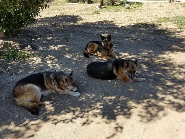 Dog trainer Desert Feed Bag Indio