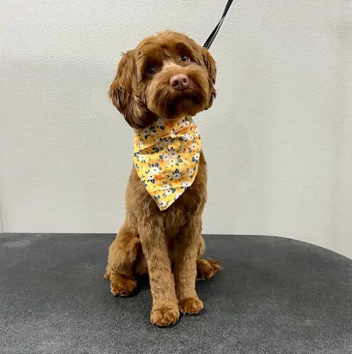 Dog Grooming Sudsy Pups Dog Grooming Gresham