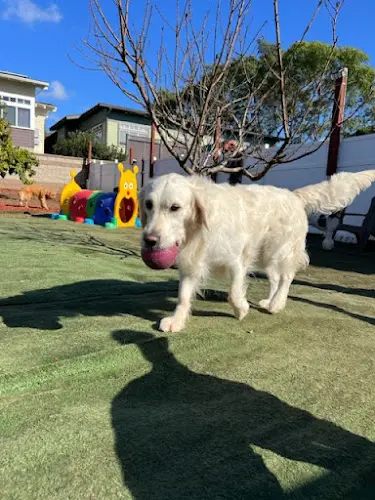 Dog day care center Hot Dog On A Leash Carlsbad
