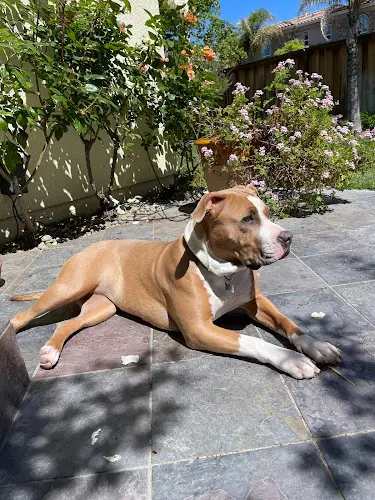 Dog trainer Gary Maria Dog Training Richmond