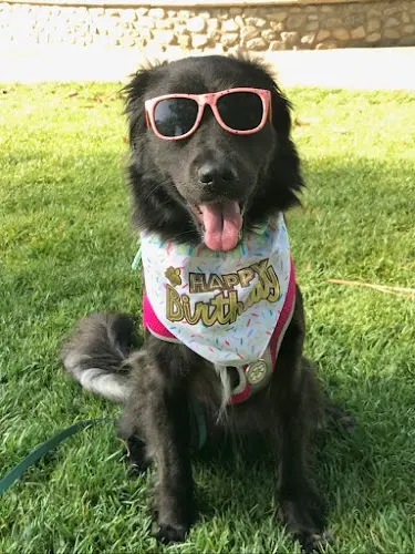 Dog breeder Super Pets Anaheim
