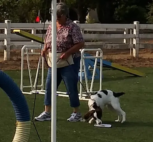 Dog trainer Astro's Agility Academy Fairfield