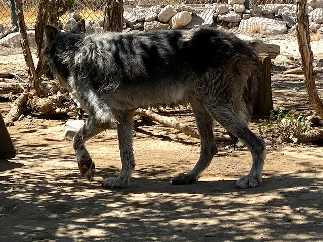 Dog breeder Wolf Mountain Sanctuary Santa Barbara