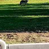 Rescue & Shelter Loma Linda Animal Control Rialto