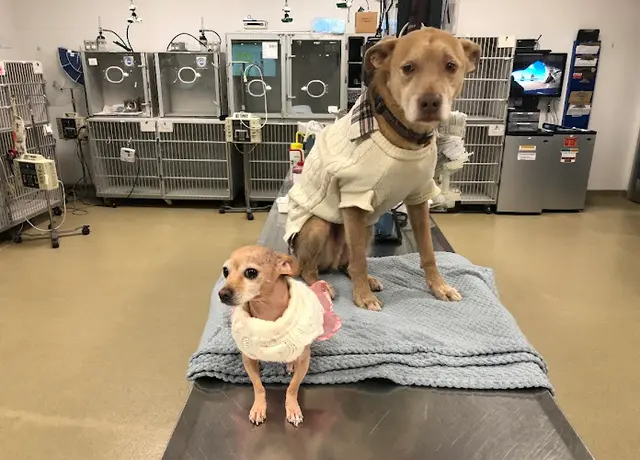 Pet vet Long Beach Animal Emergency Carson