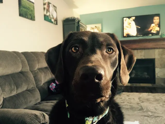 Pet vet All Creatures Veterinary Clinic Anchorage