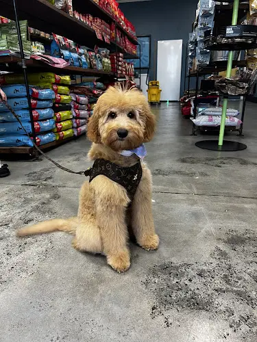 Dog breeder The Good Dog Ontario