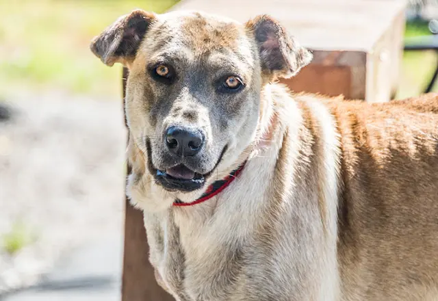 Rescue & Shelter Compassion Without Borders Santa Rosa