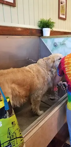 Dog Grooming Max's Self-Serve Pet Wash And Grooming Burbank