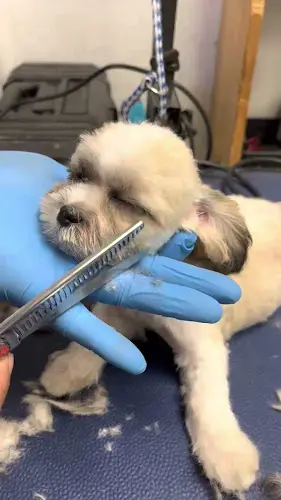Dog Grooming Brianna's Pet Daycare & Grooming / PawPawJoy.com Inglewood